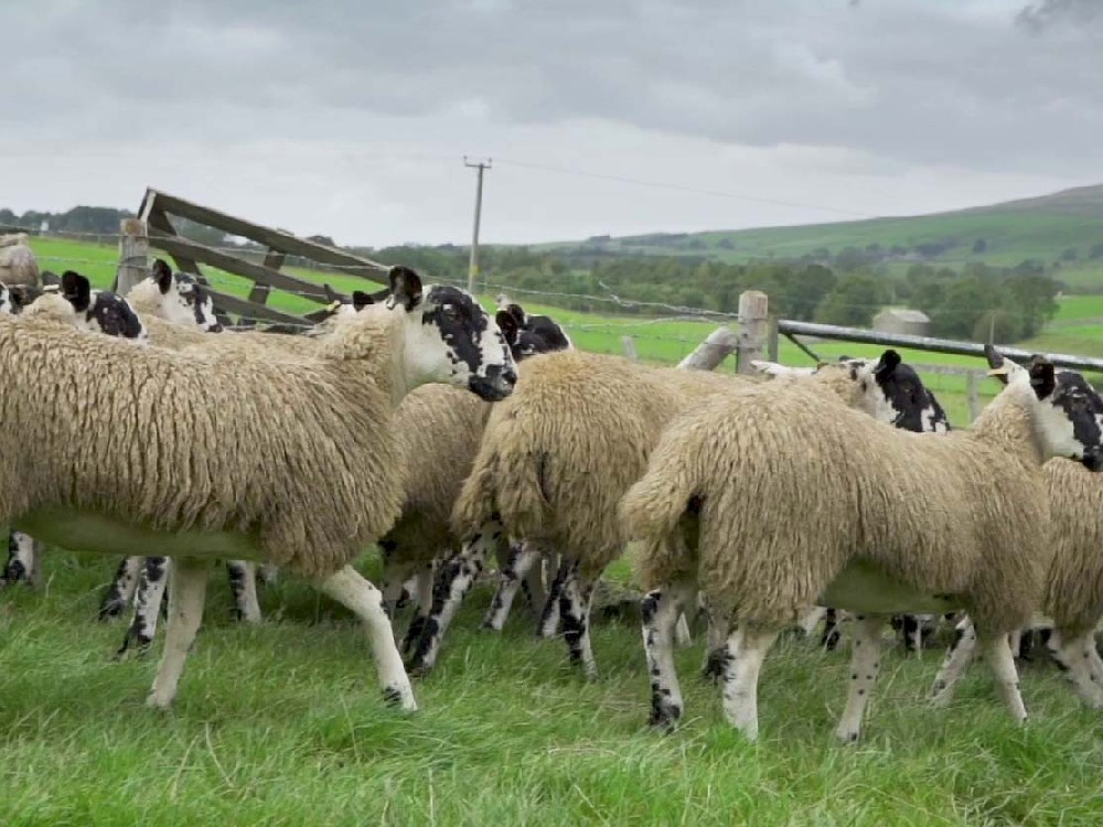 毛價上漲——澳洲羊毛拍賣信息 （2023-10-18）